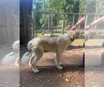 Small #2 Great Pyrenees