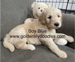 Goldendoodle Puppy for sale in AND, SC, USA