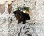 Small Photo #5 Yorkshire Terrier Puppy For Sale in BARNETT, MO, USA