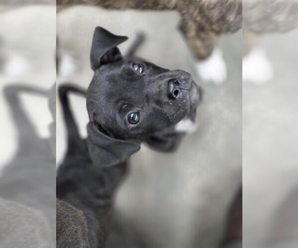 Medium Photo #1 Labrador Retriever-Unknown Mix Puppy For Sale in Temple, TX, USA