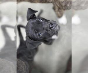 Labrador Retriever-Unknown Mix Dogs for adoption in Temple, TX, USA
