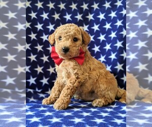 Poochon Puppy for sale in CHRISTIANA, PA, USA