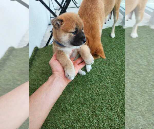 Medium Photo #12 Shiba Inu Puppy For Sale in NAPLES, FL, USA