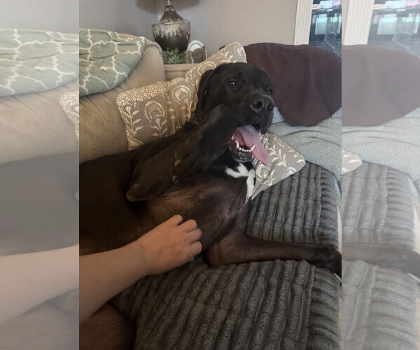 Medium Photo #2 Mastador Puppy For Sale in Fenton, MO, USA