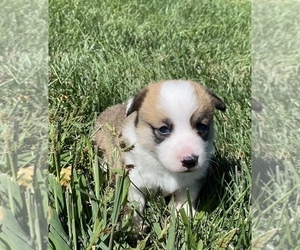 Shiba Inu Puppy for sale in ARTHUR, IL, USA
