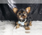 Small #6 Yorkshire Terrier