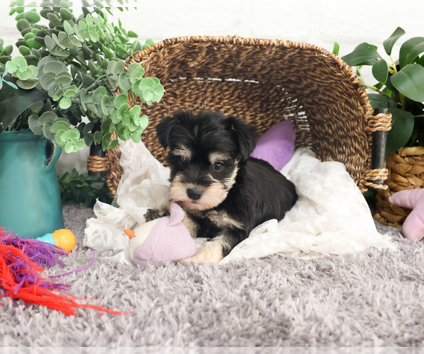 Medium Photo #13 Schnauzer (Miniature) Puppy For Sale in SYRACUSE, IN, USA