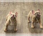 Small Photo #1 French Bulldog Puppy For Sale in DOWNEY, CA, USA