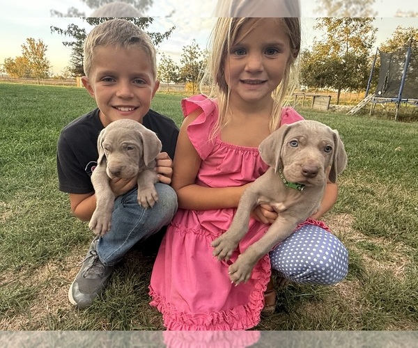 Medium Photo #5 Weimaraner Puppy For Sale in WILLOWS, CA, USA