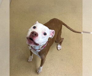 American Pit Bull Terrier Dogs for adoption in Derwood, MD, USA