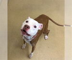 Small American Pit Bull Terrier