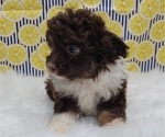 Small Photo #4 Aussiedoodle Miniature  Puppy For Sale in BLAKESBURG, IA, USA