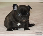 Small #3 French Bulldog