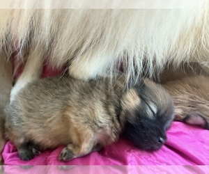 Pomeranian Puppy for sale in HUBERT, NC, USA