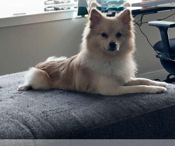 Medium Photo #2 Pomeranian Puppy For Sale in Doylestown, PA, USA