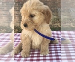 Small Photo #4 Goldendoodle (Miniature) Puppy For Sale in BOWLING GREEN, KY, USA