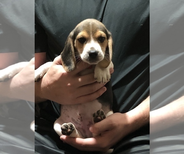 Medium Photo #4 Beagle Puppy For Sale in RED OAK, OK, USA