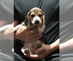 Small Photo #4 Beagle Puppy For Sale in RED OAK, OK, USA