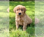 Small #2 Golden Retriever