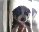 Small #3 Miniature Australian Shepherd