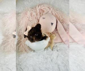 Medium Cavapoo (Miniature)