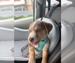 Small #1 Australian Shepherd