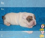 Small Photo #14 Neapolitan Mastiff Puppy For Sale in WASHBURN, MO, USA