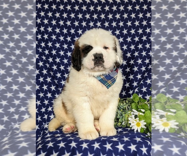 Medium Photo #1 Saint Bernard Puppy For Sale in QUARRYVILLE, PA, USA