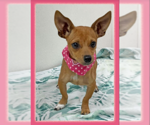 Chihuahua-Unknown Mix Dogs for adoption in Cranston, RI, USA