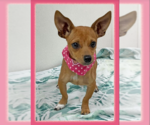 Small Photo #1 Chihuahua-Unknown Mix Puppy For Sale in Cranston, RI, USA