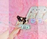 Small #13 Chihuahua
