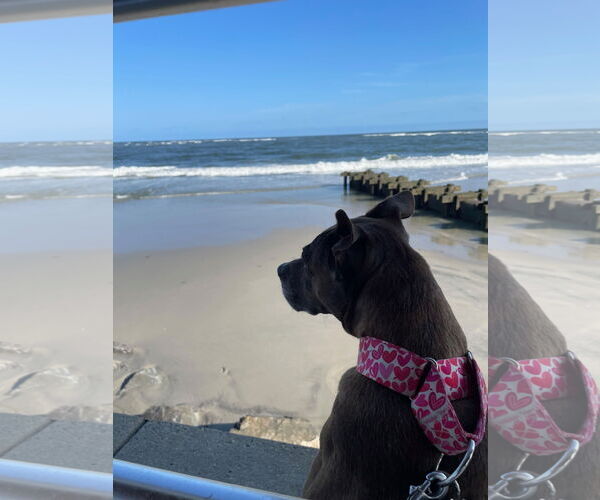Medium Photo #4 American Staffordshire Terrier Puppy For Sale in Westminster, MD, USA