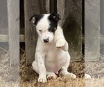 Small Photo #8 Australian Shepherd-Unknown Mix Puppy For Sale in Hillsboro, MO, USA