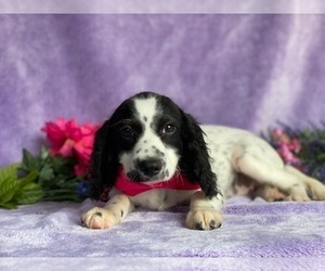 English Springer Spaniel-Poodle (Miniature) Mix Puppy for sale in LANCASTER, PA, USA