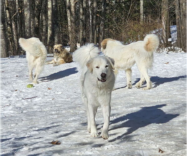 Medium Photo #2 Great Pyrenees Puppy For Sale in Croydon, NH, USA