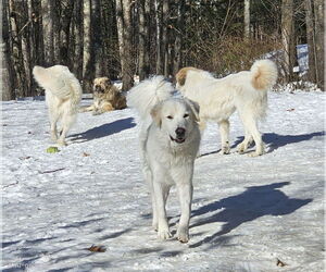 Roscoe-sweet boy - Male Great Pyrenees Dog for Adoption - Photo #2