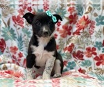 Small Photo #1 Australian Cattle Dog-Border Collie Mix Puppy For Sale in LAKELAND, FL, USA