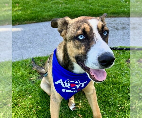 Medium Photo #1 Siberian Husky-Unknown Mix Puppy For Sale in San Juan Capistrano, CA, USA