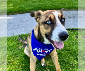 Siberian Husky-Unknown Mix Dogs for adoption in San Juan Capistrano, CA, USA