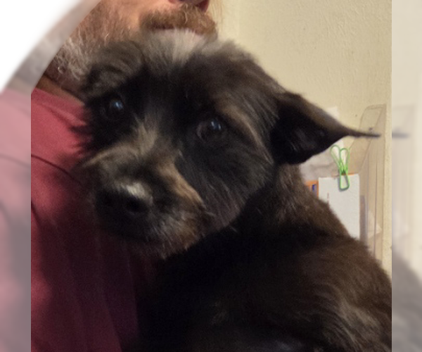 Medium Photo #2 Mutt Puppy For Sale in Spring, TX, USA