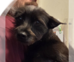 Small #1 Mutt