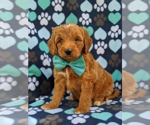 Goldendoodle-Poodle (Miniature) Mix Puppy for sale in GLEN ROCK, PA, USA