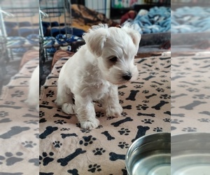 Schnauzer (Miniature) Puppy for sale in FERNDALE, WA, USA