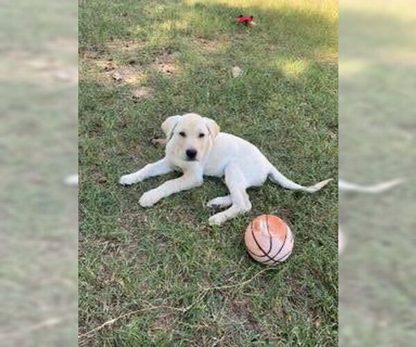 Medium Photo #2 Labrador Retriever-Unknown Mix Puppy For Sale in Alexander, AR, USA