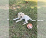 Small #1 Labrador Retriever Mix