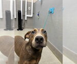 *COLD BREW - Female Doberman Pinscher-Unknown Mix Dog for Adoption - Small photo
