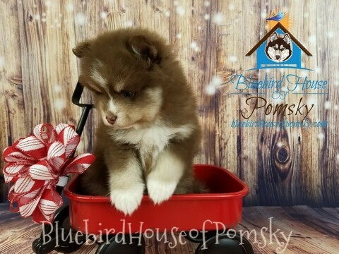 Medium Photo #7 Pomsky Puppy For Sale in ANDOVER, MN, USA