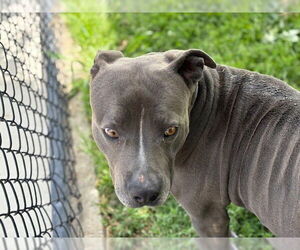 American Bulldog Dogs for adoption in Tulsa, OK, USA