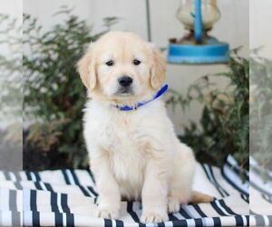 Golden Retriever Puppy for sale in LITITZ, PA, USA