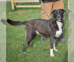Small #3 Border Collie Mix